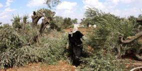 مستوطنون يقطعون أشجار زيتون غرب بيت لحم