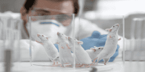 تحديد هرمون لدى الفئران يمكن أن يساعد في زيادة العمر الافتراضي!