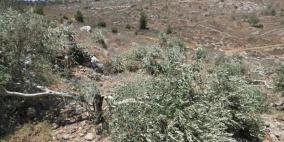 مستوطنون يقطعون 20 شجرة زيتون ويتلفون محاصيل زراعية في مسافر يطا