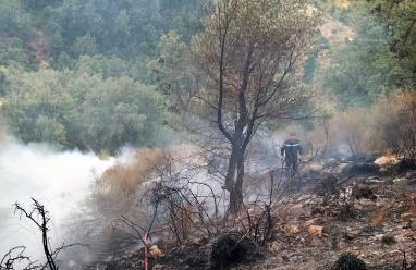 بالصور: ارتفاع عدد ضحايا حرائق الغابات في الجزائر إلى 38